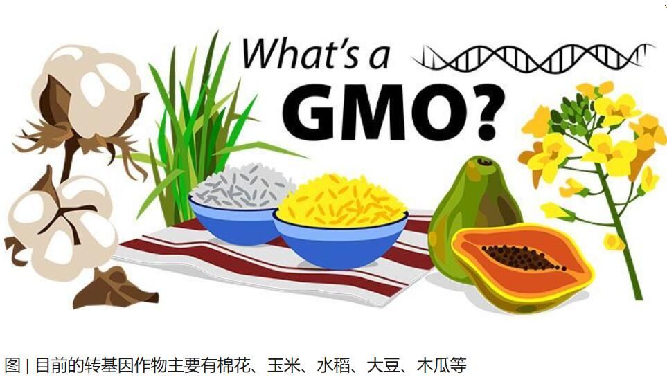 转基因食品：到底是天使还是妖怪？